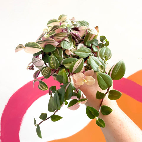 Inch Plant - Tradescantia fluminensis 'Quadricolor' - Sprouts of Bristol