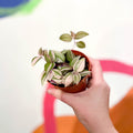 Inch Plant - Tradescantia fluminensis 'Quadricolor' - Sprouts of Bristol