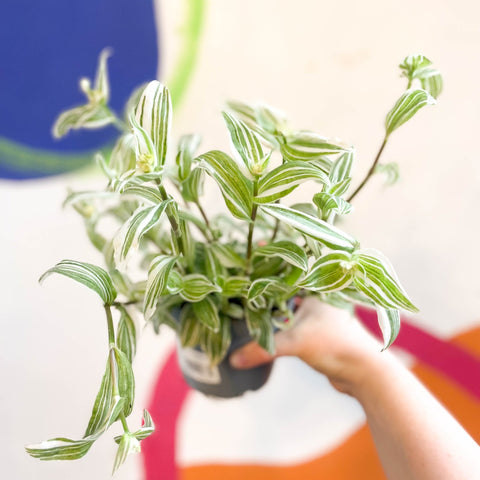Inch Plant - Tradescantia fluminensis - Welsh Grown - Sprouts of Bristol