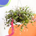 Inch Plant - Tradescantia gibasis 'Bridal Veil' - Welsh Grown - Sprouts of Bristol