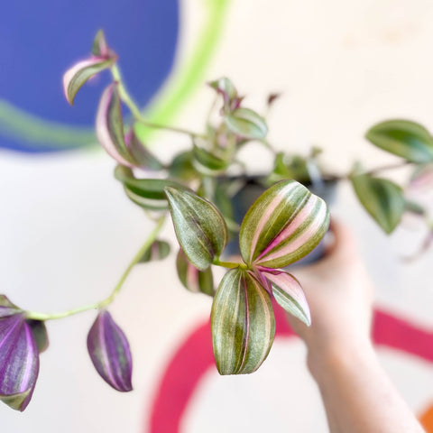 Inch Plant - Tradescantia zebrina 'Quadricolor' - Welsh Grown - Sprouts of Bristol