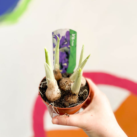 Iris reticulata 'Pixie' - Sprouts of Bristol