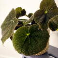 Iron Cross Begonia Rex - Begonia masoniana 'Mountain' - Sprouts of Bristol