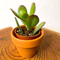 Jade Plant - Crassula ovata - Sprouts of Bristol
