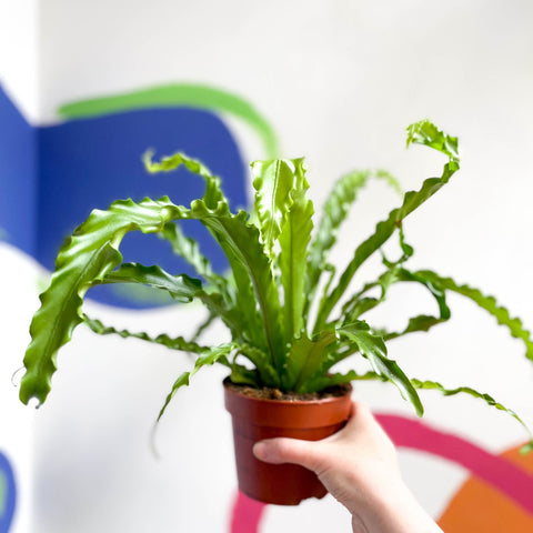 Japanese Bird's Nest Fern - Asplenium antiquum 'Osaka' - Sprouts of Bristol