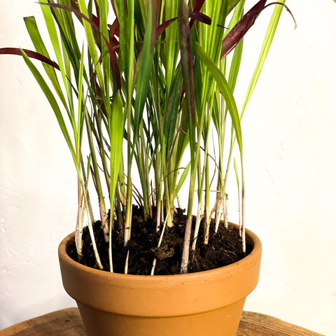 Japanese Blood Grass - Imperata cylindrica 'Red Baron' - Sprouts of Bristol