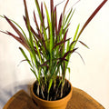 Japanese Blood Grass - Imperata cylindrica 'Red Baron' - Sprouts of Bristol