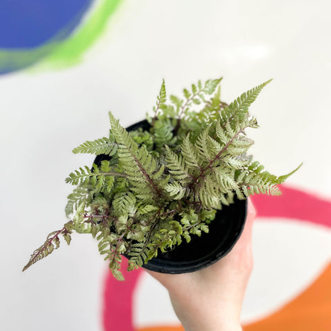 Japanese Painted Fern - Athyrium niponicum metallicum - British Grown - Hardy Deciduous Fern - Sprouts of Bristol