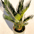 Japanese Sago Palm - Cycas revoluta - Sprouts of Bristol