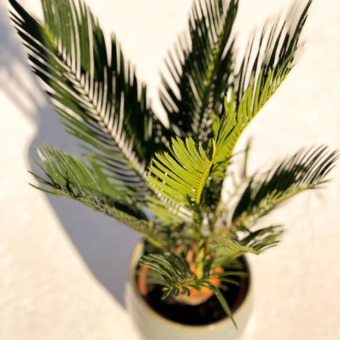 Japanese Sago Palm - Cycas revoluta - Sprouts of Bristol