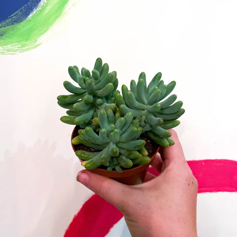 Jelly Bean Plant - Sedum pachyphyllum - Sprouts of Bristol