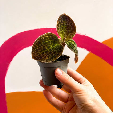 Jewel Orchid - Dossinochilus 'Dreamcatcher' - Sprouts of Bristol