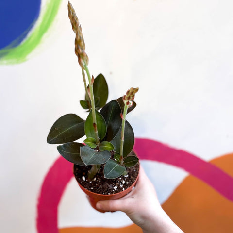 Jewel Orchid - Ludisia discolor ‘Green Velvet’ - Sprouts of Bristol