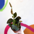 Jewel Orchid - Ludisia discolor ‘Green Velvet’ - Sprouts of Bristol
