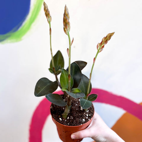 Jewel Orchid - Ludisia discolor ‘Green Velvet’ - Sprouts of Bristol