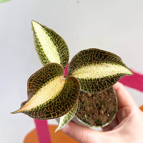 Jewel Orchid - Macodes petola 'Pearl' - Sprouts of Bristol