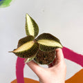 Jewel Orchid - Macodes petola 'Pearl' - Sprouts of Bristol