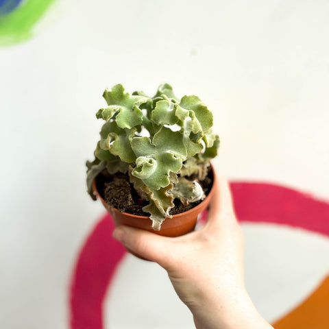 Kalanchoe beharensis 'Maltese Cross' - Sprouts of Bristol