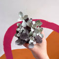 Kalanchoe pumila - Sprouts of Bristol