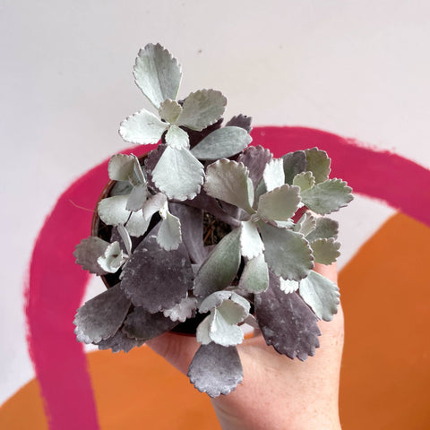 Kalanchoe pumila - Sprouts of Bristol