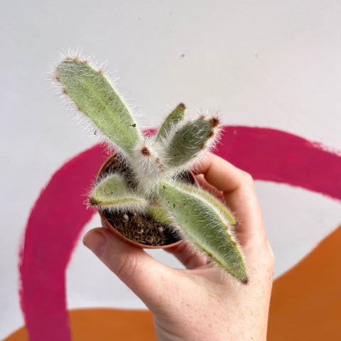 Kalanchoe vilosa - Sprouts of Bristol