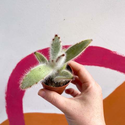 Kalanchoe vilosa - Sprouts of Bristol