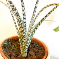 L Alocasia 'Zebrina' - Sprouts of Bristol