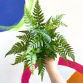 Lady Fern - Athyrium - Sprouts of Bristol