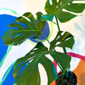 Large Form Cheese Plant - Monstera deliciosa - Sprouts of Bristol