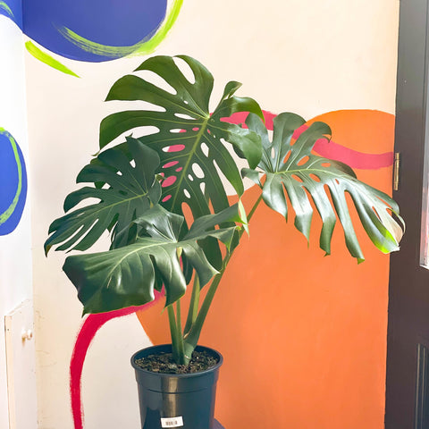 Large Form Cheese Plant - Monstera deliciosa - Sprouts of Bristol