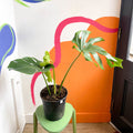 Large Form Cheese Plant - Monstera deliciosa - Sprouts of Bristol