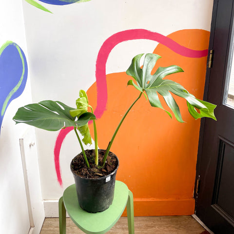 Large Form Cheese Plant - Monstera deliciosa - Sprouts of Bristol