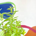 Lemon Verbena - Aloysia citrodora - Cotswolds Grown Culinary Herbs - Sprouts of Bristol