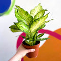 Leopard Lily - Dieffenbachia 'Amy' - Sprouts of Bristol