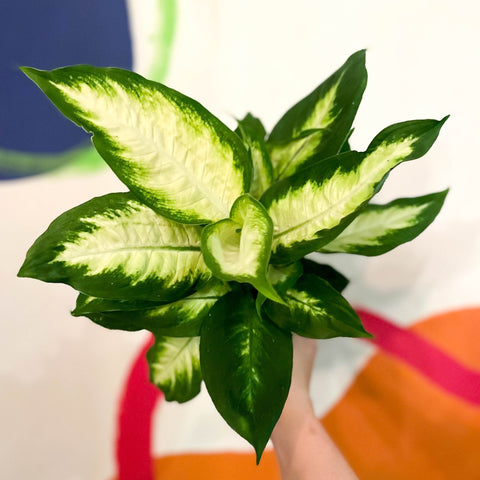 Leopard Lily - Dieffenbachia 'Bertina' - Sprouts of Bristol