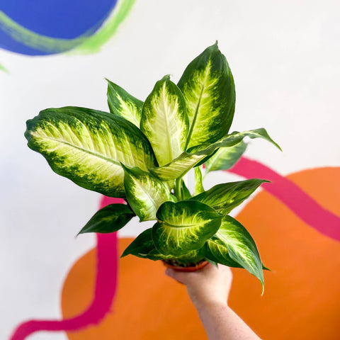 Leopard Lily - Dieffenbachia 'Camilla' - Sprouts of Bristol