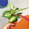 Leopard Lily - Dieffenbachia 'Compacta' - Sprouts of Bristol