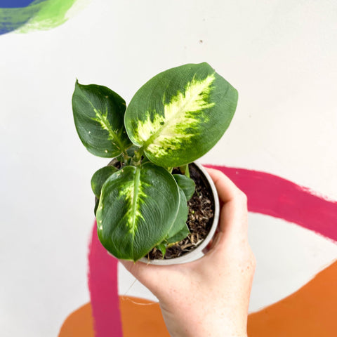 Leopard Lily - Dieffenbachia 'Compacta' - British Grown - Sprouts of Bristol