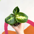 Leopard Lily - Dieffenbachia 'Compacta' - British Grown - Sprouts of Bristol