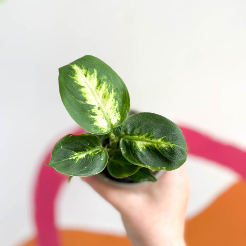 Leopard Lily - Dieffenbachia 'Compacta' - British Grown - Sprouts of Bristol