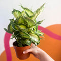Leopard Lily - Dieffenbachia 'Cool Beauty' - Sprouts of Bristol