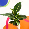 Leopard Lily - Dieffenbachia 'Green Magic' - Sprouts of Bristol