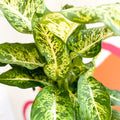 Leopard Lily - Dieffenbachia 'Mars' - Sprouts of Bristol