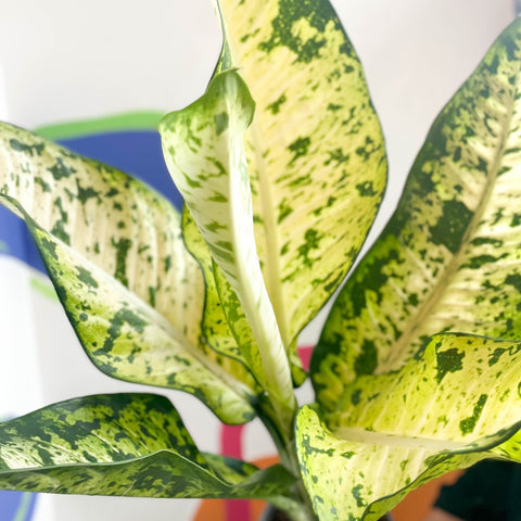 Leopard Lily - Dieffenbachia seguine 'Banana' - Sprouts of Bristol