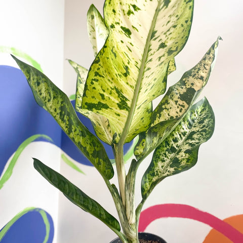Leopard Lily - Dieffenbachia seguine 'Banana' - Sprouts of Bristol