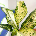 Leopard Lily - Dieffenbachia seguine 'Banana' - Sprouts of Bristol