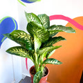 Leopard Lily - Dieffenbachia 'Tropic Snow' - Sprouts of Bristol