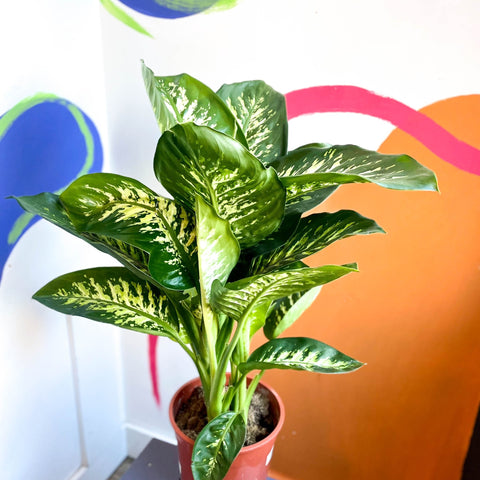 Leopard Lily - Dieffenbachia 'Tropic Snow' - Sprouts of Bristol