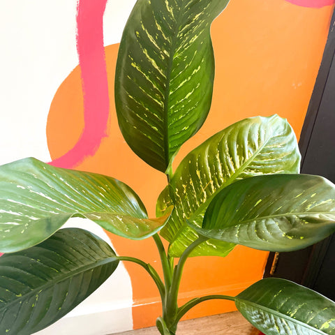 Leopard Lily - Dieffenbachia 'Tropic Snow' - British Grown - Sprouts of Bristol