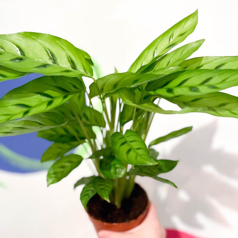 Leopard Plant - Calathea leopardina - Sprouts of Bristol